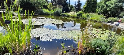 Jezírko s modrou oblohou