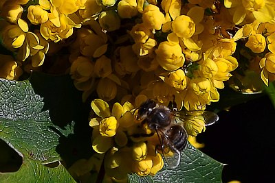 Pilná včelka na mahonu