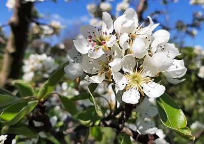 Třešňové kvetení....