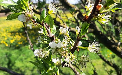 Květy.......kterého ovoce ??