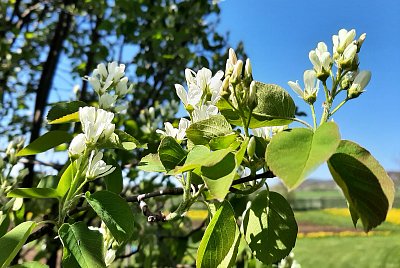 Kvetoucí muchovník...