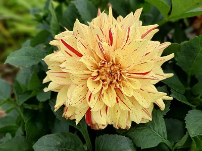 Žlutá, ale slunečnice nejsem...