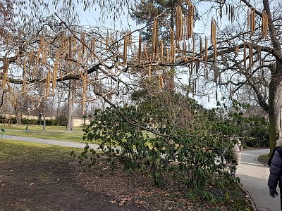 Královská zahrada v zimním spánku...
