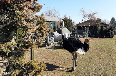 Domácí mazlíček souseda....*