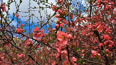 Nádherný gdoulovec už kvete