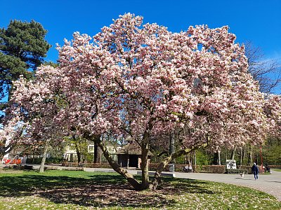 Sladké Antwerpy....