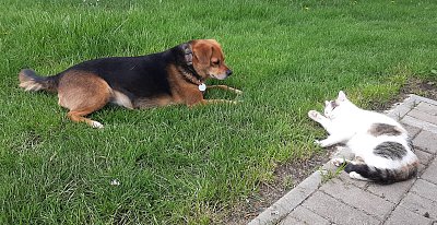 i zvířátka se mají rádi....