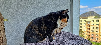 Medvídek na balkoně