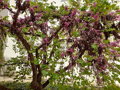 V zahradě kostela maltezskych rytířů.....