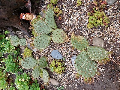 Pichlavá krása na zahradě