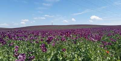 kvetou máky v poli a mě srdce bolí........