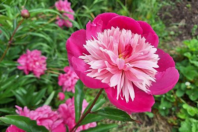 Červená jako pivoňka