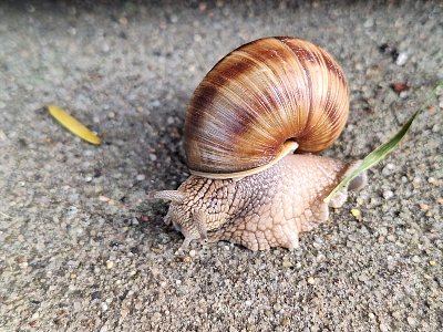 Domek si vozím sebou