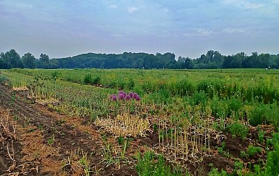 Okrasný česnek vedle jahod *