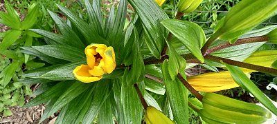 Rozvíjej se poupátko