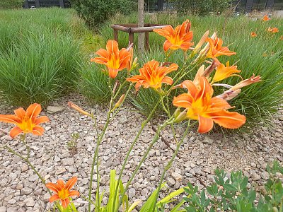 Lilie ve svých královských šatech..