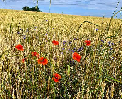 Barvy v letním obilí