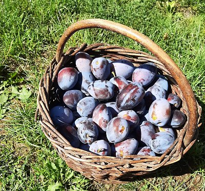 S dovolením, švestičky z naší zahrádky...