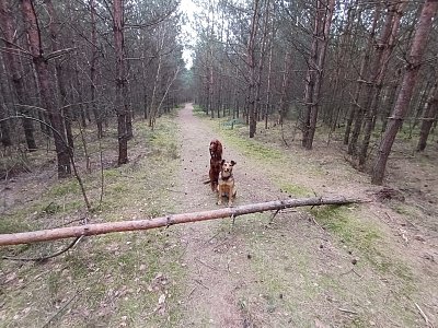 Máme udělat hopinky?