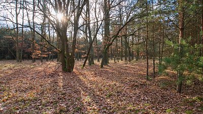 Sluníčko je nízko