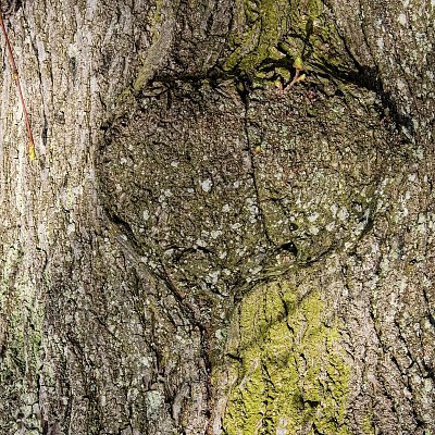 Na kmeni staré lípy ♥