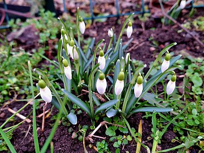 První letošní záchvěv jara*