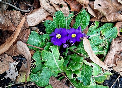 Únorový Hujer. Včerejší...