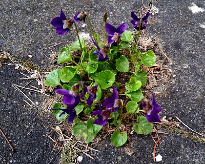 Fialková aneb Příroda nám leze do baráku * :-)