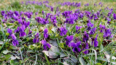 Fialkové nadělení