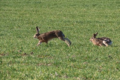 21-03-hop-a-skok.jpg