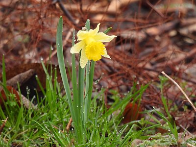 21-zatoulany-narcis.jpg