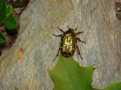 Nech brouka žít !!!!