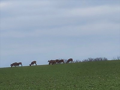 Nerušit, paseme se