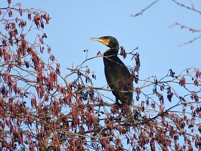 22-kormoran-na-strome-u-potoka.jpg