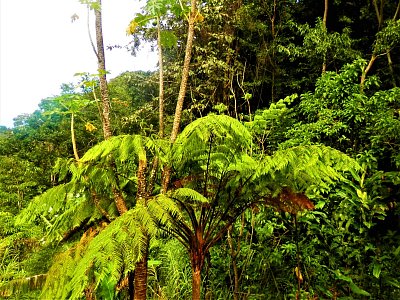 Probuzení v džungli - pohled z pokoje penzionu