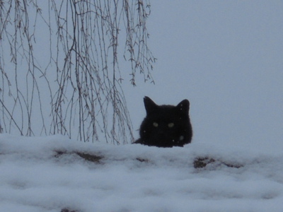 Černý kocour na střeše