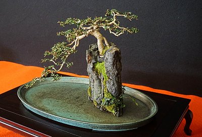 Do třetice ještě jedna bonsaj z Flory