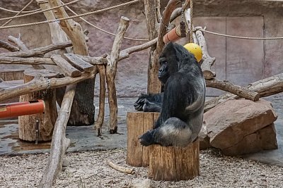 24- Gorilí samec Richard už není vůdčím samcem skupiny.