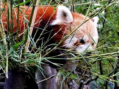 Panda červená