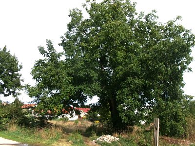 245-3629.jpg