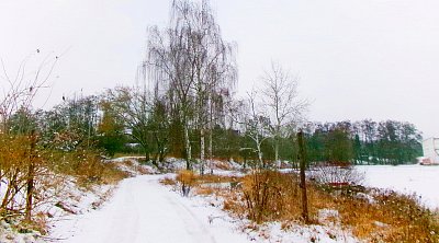 Bříze zima nevadí *