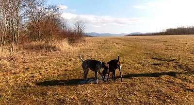 Našel jsi něco ? *