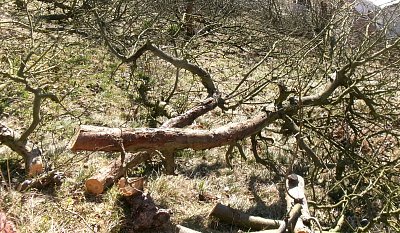 Tohle zbylo z naší zahrady *