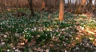 Konečně jsme rozkvetly *