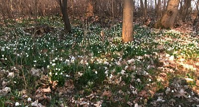 Když příroda zavolá