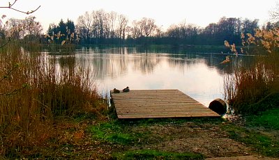 Tady je krásně, viď, říká jedna kachna druhé.