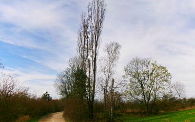 Cesta z lesa do Stračí *