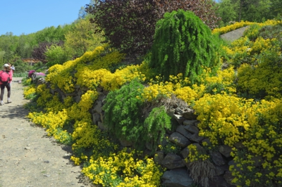 25-Arboretum Makču Pikču