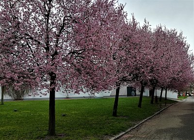 Když v sídlišti kvete ulice