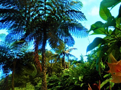 Tropická džungle ve vnitrozemí Dominiky